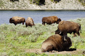 Herd of Bison  in Yellowstone national park USA
