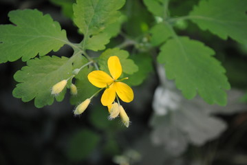 Sch&ouml;llkraut  Chelidonium   majus