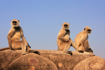 Gray langurs (Semnopithecus dussumieri) sitting at Ranthambore F