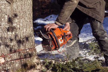 man without the necessary protection cuts tree with chainsaw