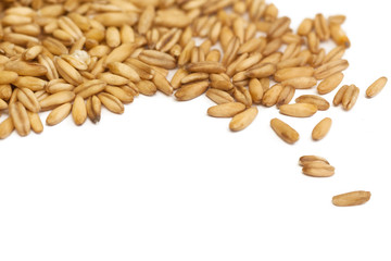 oat grain closeup, isolated on white background