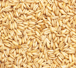 oat grain, background and texture