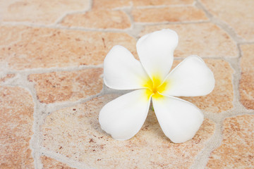 Fototapeta na wymiar Tropical flowers frangipani (plumeria) on stone.
