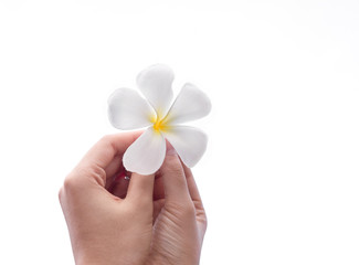 Hand holding frangipani flower (plumeria) in spa on isolated on white background.