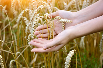 Woman hands with ears of wheat. Close-up