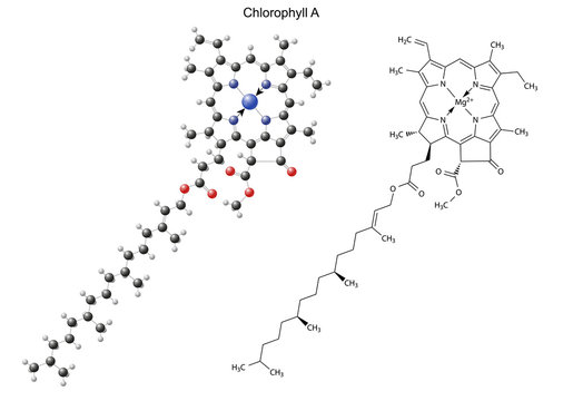 Structural chemical formula and model of chlorophyll A