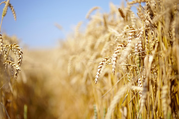 Fototapeta premium Wheat field against a blue sky