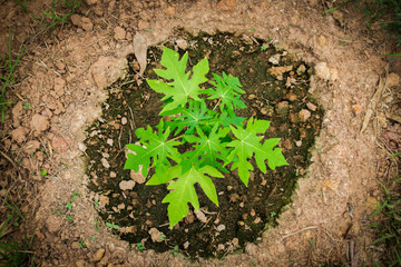young papaya tree.