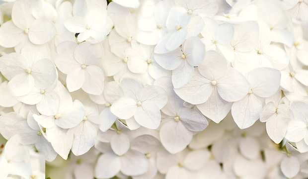 beautiful floral background in blue colors © Rock and Wasp
