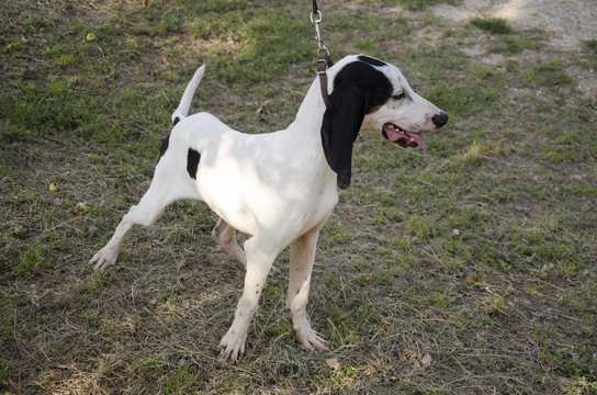 Ariegeois, cane da caccia