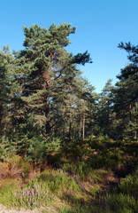 Sentier forestier sur le Rocher de la Reine en for&ecirc;t de Fontainebleau	