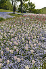 満濃公園チューリップ1