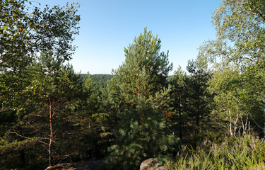 Rocher de la Reine en forêt de Fontainebleau	