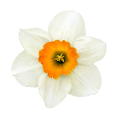 Fototapeta na wymiar narcissus flower close-up