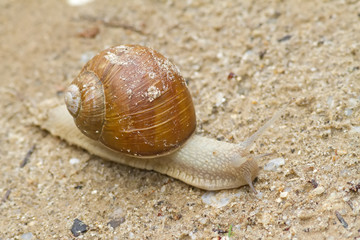 Snail