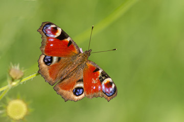 European Peacock Butterfly