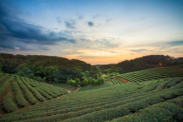 Tea plantation valley at dramatic pink sunset sky in Taiwan
