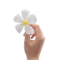 Hand holding frangipani flower (plumeria) in spa on isolated on