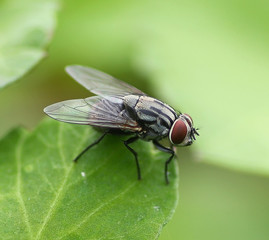 insect fly macro on leaf