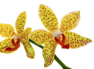 yellow orchid flowers isolated on white