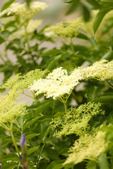 Beautiful wild flowers, outdoors