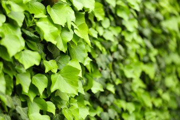 Fototapeta na wymiar Green ivy, close up