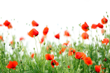 Poppy flowers, outdoors