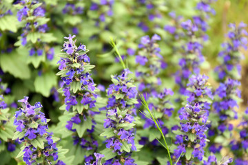 Obraz premium Beautiful wild flowers, outdoors
