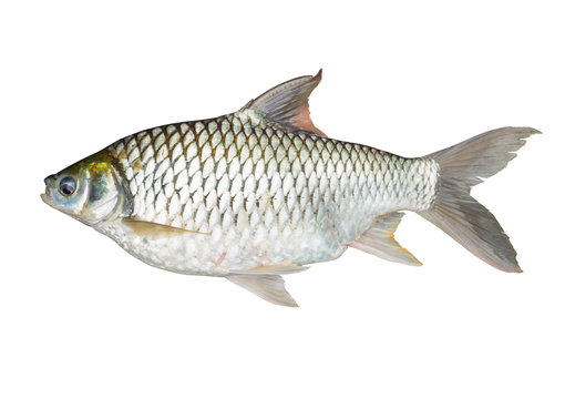 Common Carp fish Isolated on White.