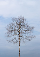 Dead tree under clean blue sky