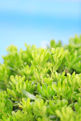 Beautiful green bush close up