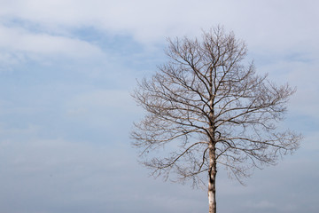 Dead tree under clean blue sky