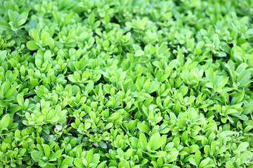 Beautiful green bush close up