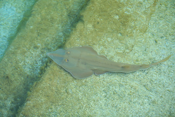 Fototapeta premium Underwater World. Stingray fish swims stealthily near bottom