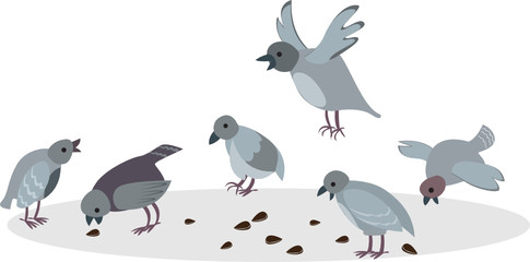 pigeons