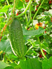 Green Cucumber. 