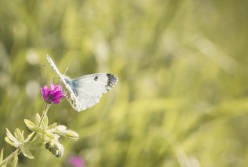 Farfalla su fiore
