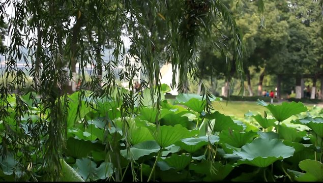 Lotus