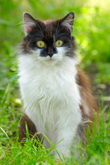 Naklejka na ściany i meble Pretty Kitten Sitting in Grass, Outdoor Shot at Sunny Summer Day