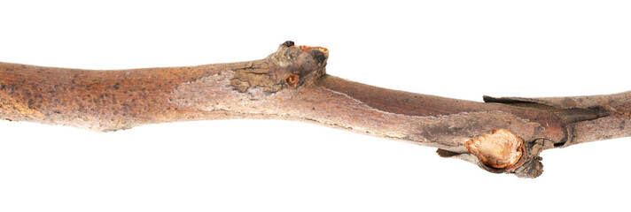 Dry tree branch isolated on white