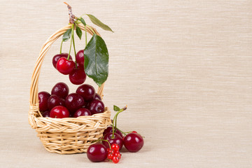 Basket with ripe cherry