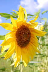 Sunflower. Oil Plant in the summer