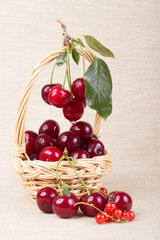 Basket with ripe cherry