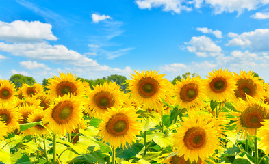 Fototapeta premium Sunflowers