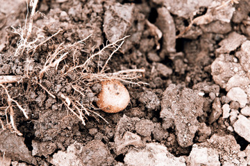 potato harvest