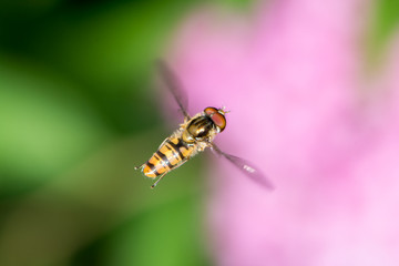Flying Hoverfly