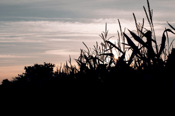 Green corn © tonda55