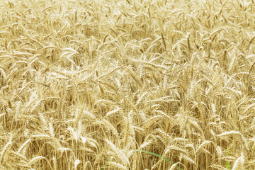 Field of ripe wheat