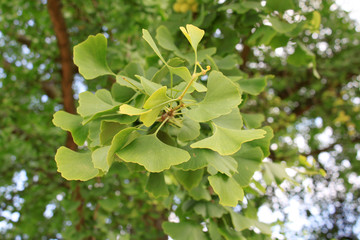 gingko