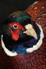 pheasant